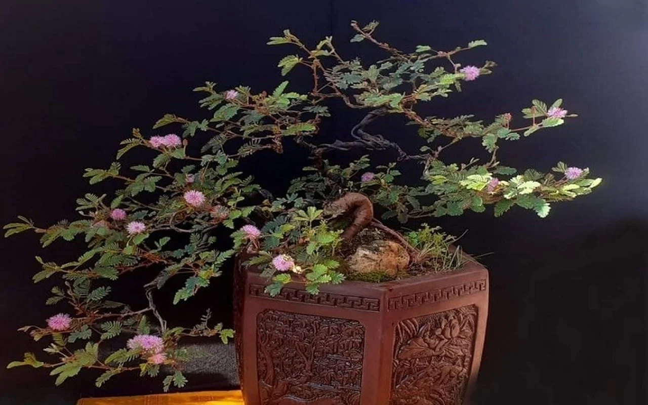 From Wild Field to High-Value Bonsai Masterpiece