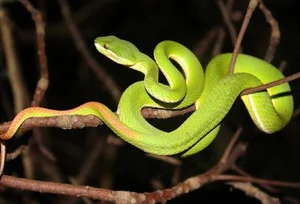 The Ultimate Sacrifice: 5 Animal Species That Risk Everything to Give Birth - image 4