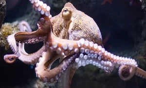 The Ultimate Sacrifice: 5 Animal Species That Risk Everything to Give Birth - image 7