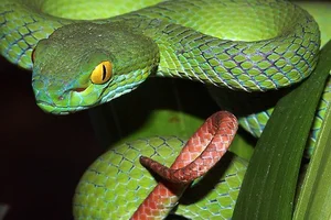 The Ultimate Sacrifice: 5 Animal Species That Risk Everything to Give Birth - image 0