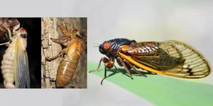 The Ultimate Sacrifice: 5 Animal Species That Risk Everything to Give Birth - image 5