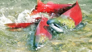 The Ultimate Sacrifice: 5 Animal Species That Risk Everything to Give Birth - image 2