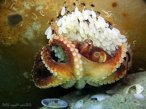 The Ultimate Sacrifice: 5 Animal Species That Risk Everything to Give Birth - image 1