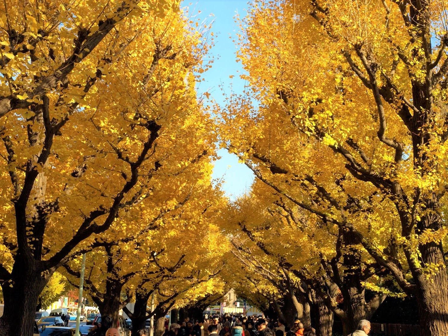 Stunning and Rare November Autumn Landscapes in Japan