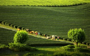 Discover the Most Breathtaking Destinations to Visit During the Enchanting Autumn Season in Vietnam - image 4