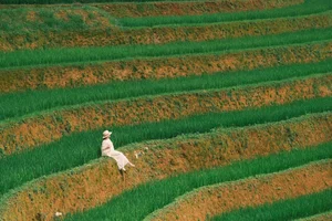 Escaping to Xim Vang: Discovering Northwest Vietnam's Hidden Green Paradise - image 11