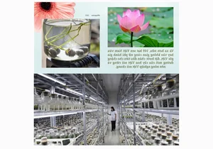 From War Zone to Space: The Inspiring Journey of Vietnam’s Flower Industry - image 0