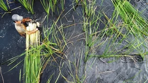 From Survival Food to Gourmet Specialty: The Rise of Edible Weeds - image 0