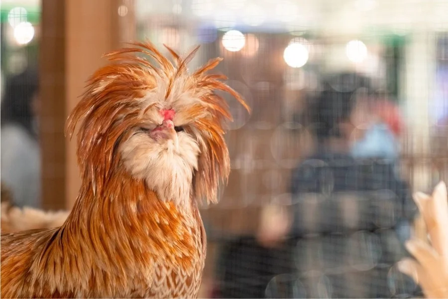 Discover the World’s Most Beautiful Chicken Breed Captivating Pet Enthusiasts in Vietnam