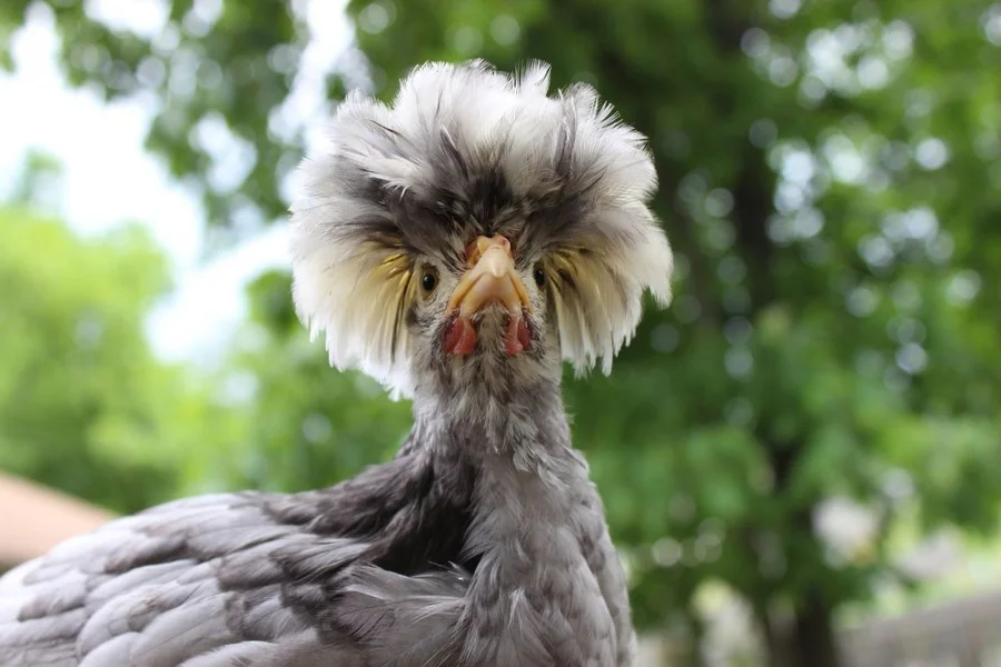 Discover the World’s Most Beautiful Chicken Breed Captivating Pet Enthusiasts in Vietnam