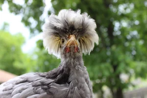 Discover the World’s Most Beautiful Chicken Breed Captivating Pet Enthusiasts in Vietnam - image 7