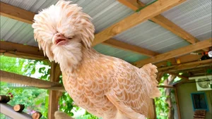 Discover the World’s Most Beautiful Chicken Breed Captivating Pet Enthusiasts in Vietnam - image 6