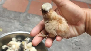 Discover the World’s Most Beautiful Chicken Breed Captivating Pet Enthusiasts in Vietnam - image 2