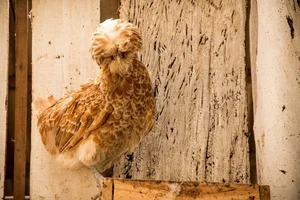 Discover the World’s Most Beautiful Chicken Breed Captivating Pet Enthusiasts in Vietnam - image 5
