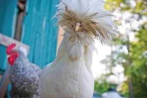 Discover the World’s Most Beautiful Chicken Breed Captivating Pet Enthusiasts in Vietnam - image 3