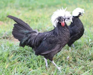 Discover the World’s Most Beautiful Chicken Breed Captivating Pet Enthusiasts in Vietnam - image 1
