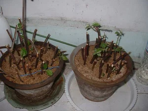 6 Flowers to Propagate This Autumn: Easy Cuttings That Bloom Beautifully Next Season - image 5