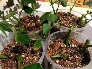 6 Flowers to Propagate This Autumn: Easy Cuttings That Bloom Beautifully Next Season - image 1
