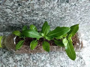 6 Flowers to Propagate This Autumn: Easy Cuttings That Bloom Beautifully Next Season - image 4
