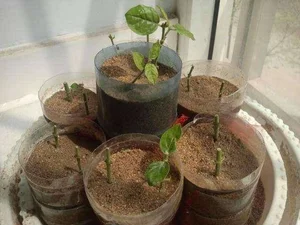 6 Flowers to Propagate This Autumn: Easy Cuttings That Bloom Beautifully Next Season - image 3