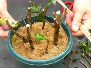 6 Flowers to Propagate This Autumn: Easy Cuttings That Bloom Beautifully Next Season - image 2