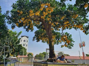 The 800 Million VND Masterpiece: Exploring the Artistry of the World’s Most Expensive Ornamental Pomelo Trees - image 2