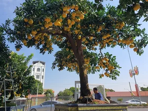 The 800 Million VND Masterpiece: Exploring the Artistry of the World’s Most Expensive Ornamental Pomelo Trees - image 7