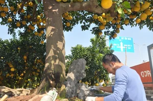 The 800 Million VND Masterpiece: Exploring the Artistry of the World’s Most Expensive Ornamental Pomelo Trees - image 0