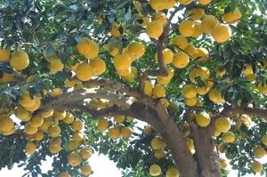 The 800 Million VND Masterpiece: Exploring the Artistry of the World’s Most Expensive Ornamental Pomelo Trees - image 6
