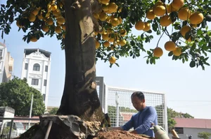 The 800 Million VND Masterpiece: Exploring the Artistry of the World’s Most Expensive Ornamental Pomelo Trees - image 5