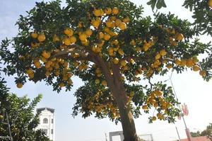 The 800 Million VND Masterpiece: Exploring the Artistry of the World’s Most Expensive Ornamental Pomelo Trees - image 1