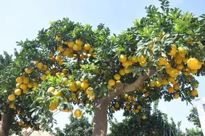 The 800 Million VND Masterpiece: Exploring the Artistry of the World’s Most Expensive Ornamental Pomelo Trees - image 9