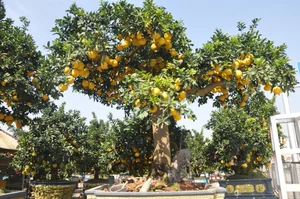 The 800 Million VND Masterpiece: Exploring the Artistry of the World’s Most Expensive Ornamental Pomelo Trees - image 8