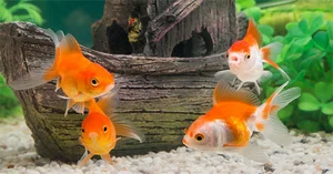The Strange Reality of Fancy Fish Species That Cannot Survive in the Wild - image 9