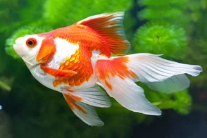The Strange Reality of Fancy Fish Species That Cannot Survive in the Wild - image 2