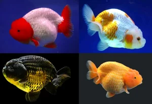 The Strange Reality of Fancy Fish Species That Cannot Survive in the Wild - image 93