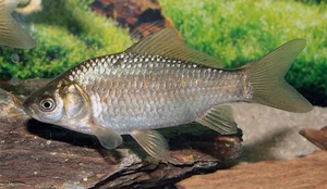 The Strange Reality of Fancy Fish Species That Cannot Survive in the Wild - image 52