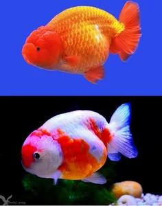 The Strange Reality of Fancy Fish Species That Cannot Survive in the Wild - image 63