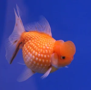 The Strange Reality of Fancy Fish Species That Cannot Survive in the Wild - image 75