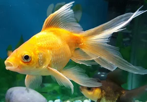 The Strange Reality of Fancy Fish Species That Cannot Survive in the Wild - image 7
