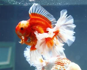 The Strange Reality of Fancy Fish Species That Cannot Survive in the Wild - image 79