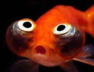 The Strange Reality of Fancy Fish Species That Cannot Survive in the Wild - image 0