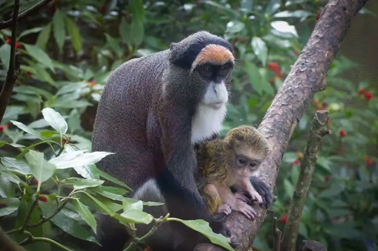 Discover the De Brazza's Monkey – Mysterious Primate with Africa's Most Unique Appearance
