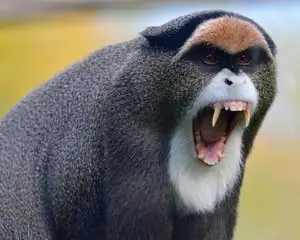 Discover the De Brazza's Monkey – Mysterious Primate with Africa's Most Unique Appearance - image 1