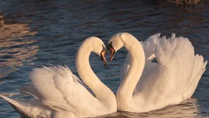 Cute and Romantic Couple Wallpapers: Beautiful Love Backgrounds for Your Phone - image 15