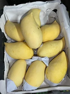 The Fascinating Origin of the Sweet Golden Mangoes Sweeping the Market - image 7