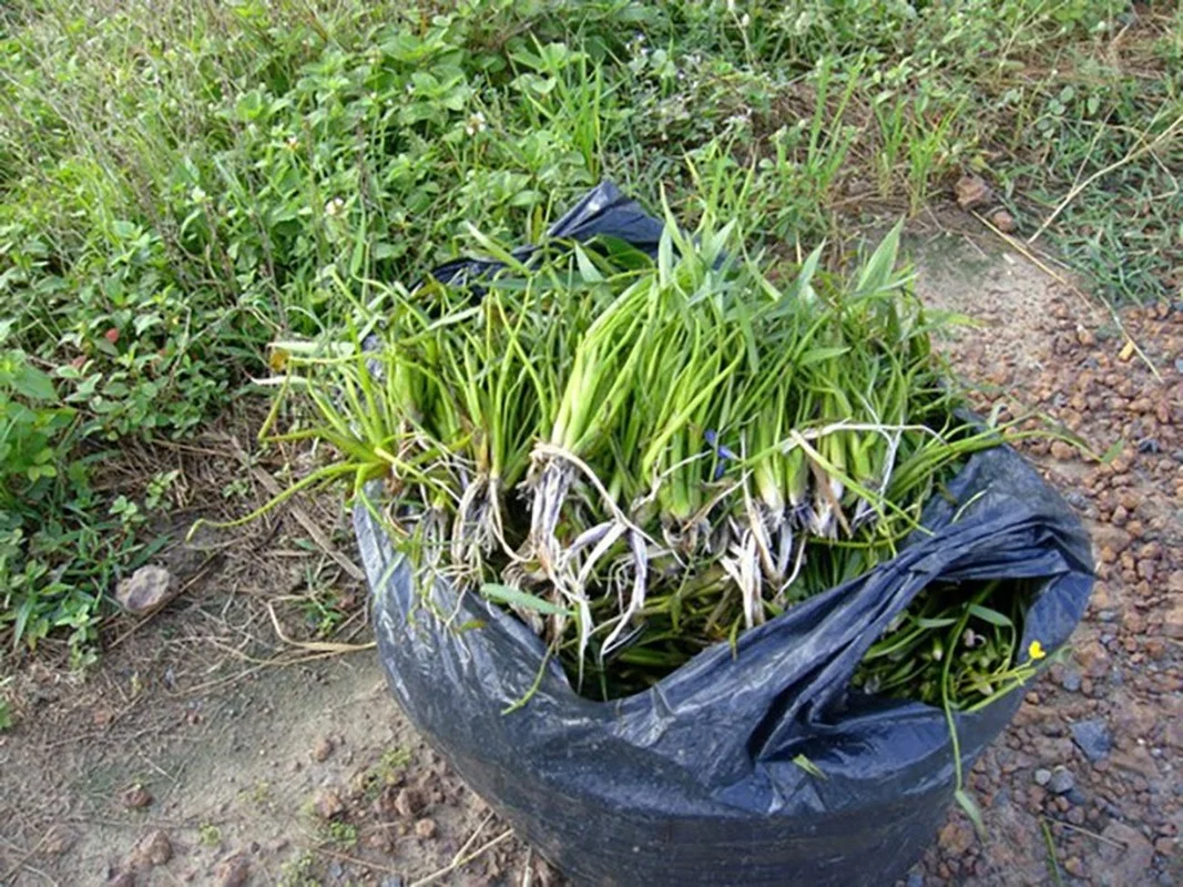 From Pig Feed to Gourmet: 3 Wild Vegetables Trending in Cities