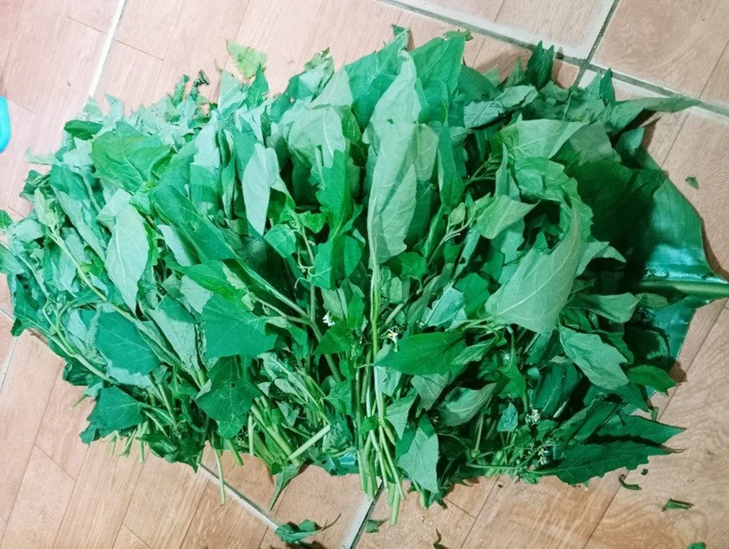 From Pig Feed to Gourmet: 3 Wild Vegetables Trending in Cities