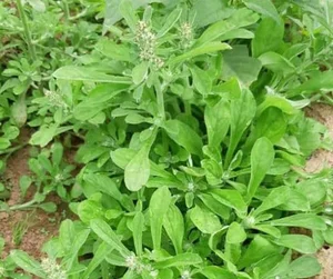 From Pig Feed to Gourmet: 3 Wild Vegetables Trending in Cities - image 2