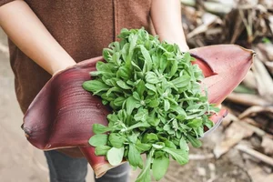 From Pig Feed to Gourmet: 3 Wild Vegetables Trending in Cities - image 4
